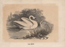 Mudo (Cygnus Olor) Colorido Grabado en Madera De 1851 Bicknell comprar usado  Enviando para Brazil