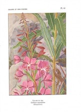 Stampa antica fiori usato  Lecco