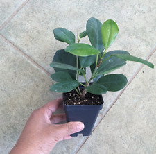 Moclame ficus starter for sale  North Hampton