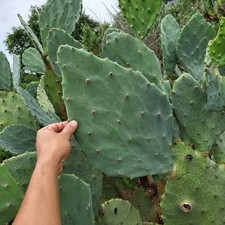 One pad opuntia for sale  San Antonio