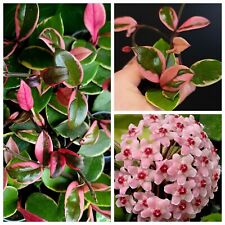 Hoya pink flamingo. for sale  NOTTINGHAM