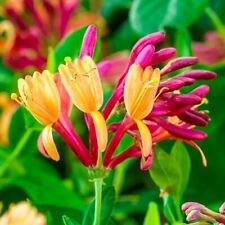 Lonicera honeysuckle goldflame for sale  MARCH