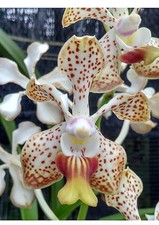 New hybrid marianne for sale  Bonita Springs