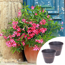 Premium oleander pink for sale  PETERBOROUGH