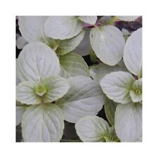 Mint white peppermint for sale  WICKFORD