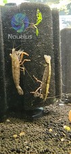 Bamboo fan shrimp for sale  Lakewood