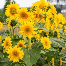Sunflower astra gold for sale  GLOUCESTER