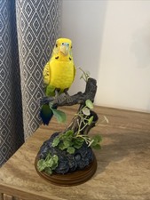 talking parrot for sale  WITNEY