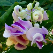 Vigna caracalla snail for sale  MARCH