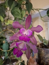 Cattleya gebraucht kaufen  Meckesheim