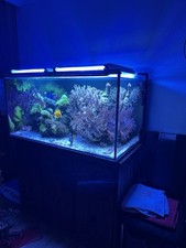 Meerwasseraquarium komplett in gebraucht kaufen  Grafing b.München