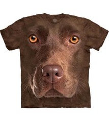 Chocolate lab adult for sale  USA