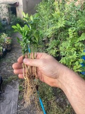 Poncirus trifoliata 200 d'occasion  Coupiac