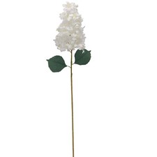Delphinium long stem for sale  LONDON
