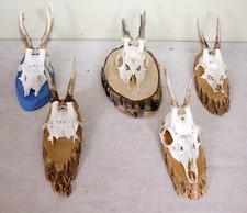 Rehgeweihe trophäenbrett zum gebraucht kaufen  Langdorf