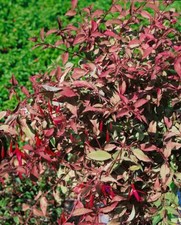 Fuchsia magellanica tricolor gebraucht kaufen  Westerstede
