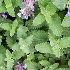 Catmint catnep seeds for sale  PEEBLES