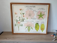 Affiche scolaire églantier d'occasion  Herbault