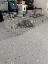 Guinea pig hamster for sale  Willingboro