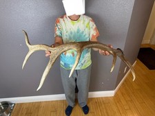 Elk shed antler for sale  Moscow
