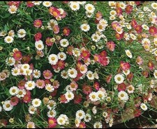 Spanisches gänseblümchen pfl gebraucht kaufen  Aachen