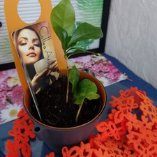 Kaffeebaum coffea arabica gebraucht kaufen  Bückeburg