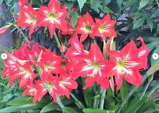 Set bulbs flower for sale  Westminster