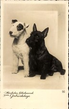 Einig terrier hundeportrait gebraucht kaufen  Berlin