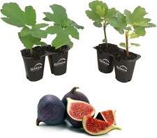 Fig tree live for sale  USA