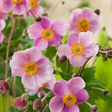Anemone hybrida september for sale  BELPER