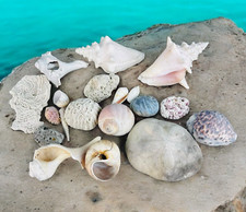 Lot sea shells for sale  Blandon