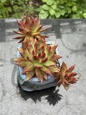 Rare succulent echeveria for sale  Brooklyn