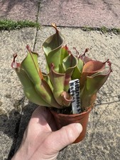 Heliamphora heterodoxa nutans for sale  LICHFIELD