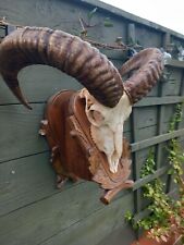 Ram skull sheep for sale  BILLINGHAM