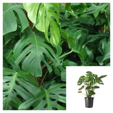 Philodendron split leaf for sale  Modesto