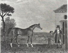 Equitation sultan cheval d'occasion  Le Chesnay