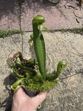 darlingtonia for sale darlingtonia for sale LICHFIELD