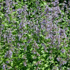Bio katzenminze blue gebraucht kaufen  Deutschland
