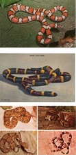 Vtg snake postcard for sale  Flagler Beach