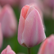 Ernte 100 blumenzwiebeln gebraucht kaufen  Emden