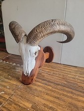 Real aoudad sheep for sale  San Antonio
