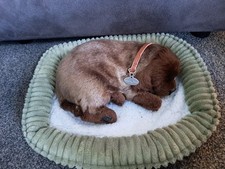 Perfect petzzz chocolate for sale  SOUTHEND-ON-SEA