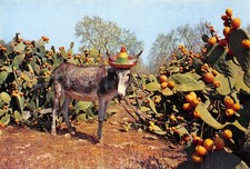 Spain figuiers field d'occasion  Expédié en Belgium