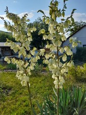 Yucca palme gloriosa gebraucht kaufen  Plauen