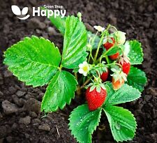 Wild strawberry baron for sale  DONCASTER