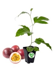 Passiflora edulis red for sale  San Diego