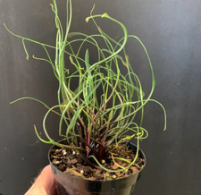 Alocasia flying squid for sale  Reseda