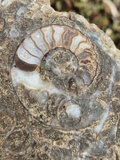 Polished ammonites crystal for sale  NORWICH