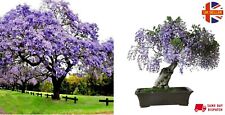 empress tree for sale empress tree for sale BROCKENHURST