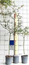 Acer palm diss gebraucht kaufen  Bad Bergzabern